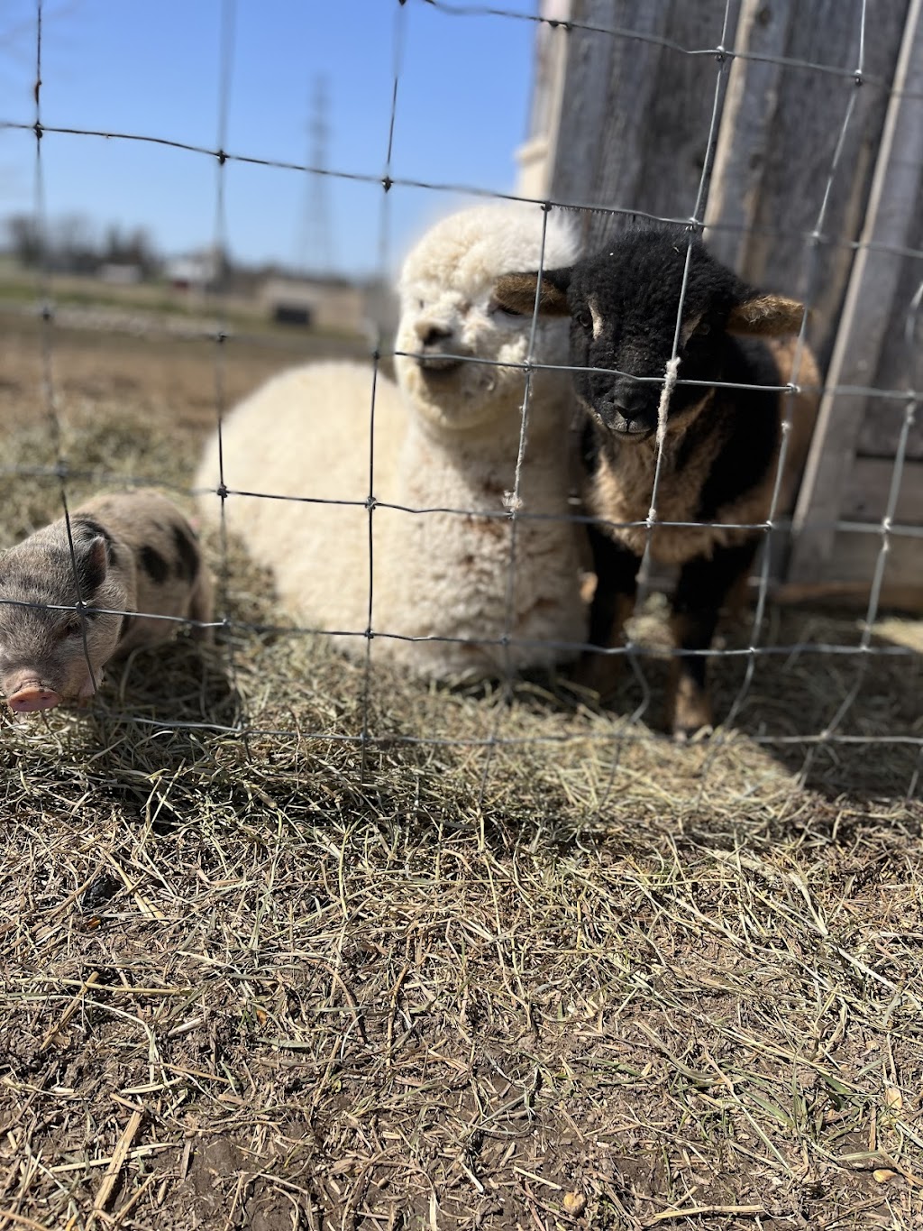 Little Hobby Hill Farm | 333624 Plank Line, Salford, ON N0J 1W0, Canada | Phone: (519) 532-0139