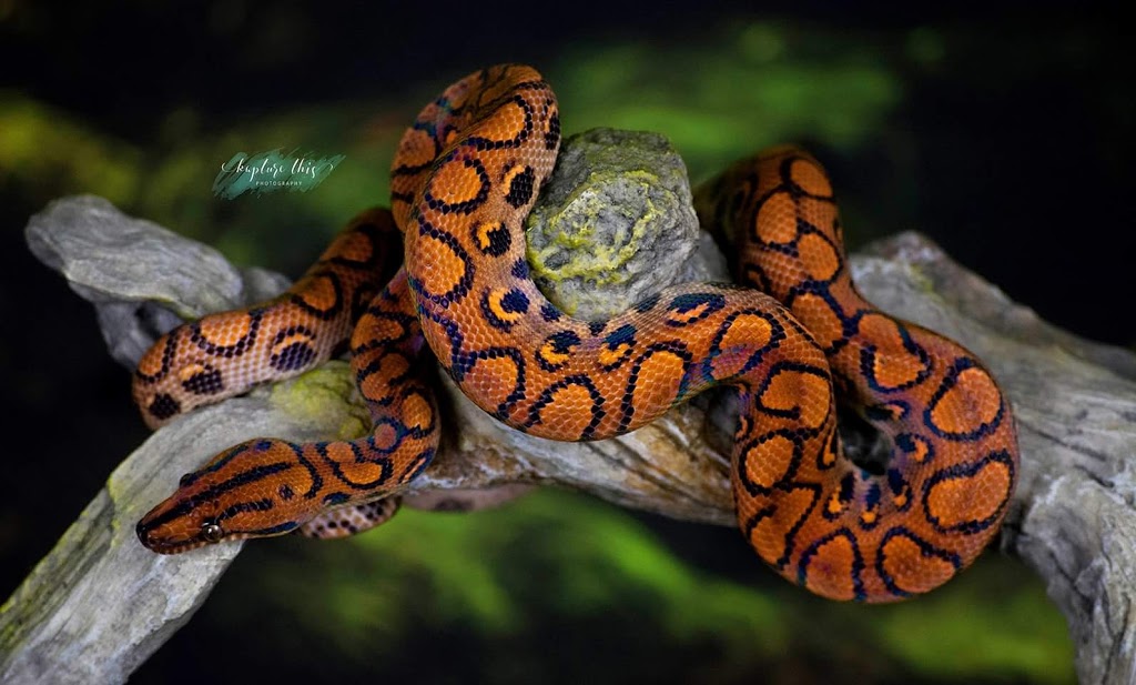 Reptile Kingdom | 1874 hwy 20 E, Fonthill, ON L0S 1E6, Canada | Phone: (905) 892-7100