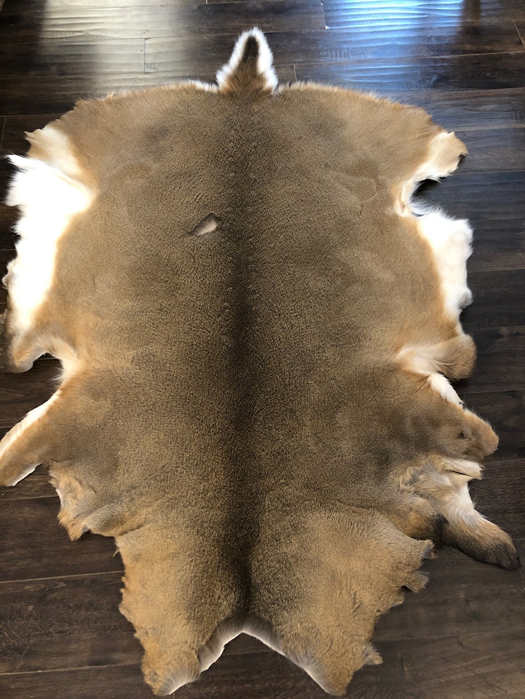 Pine View Taxidermy | Rd 32N #43044, La Broquerie, MB R0A 0W0, Canada | Phone: (204) 392-2485