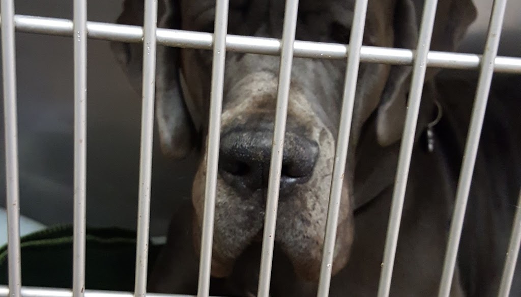 Fairvale Animal Hospital | 1 Campbell Dr, Rothesay, NB E2E 5B6, Canada | Phone: (506) 847-7519