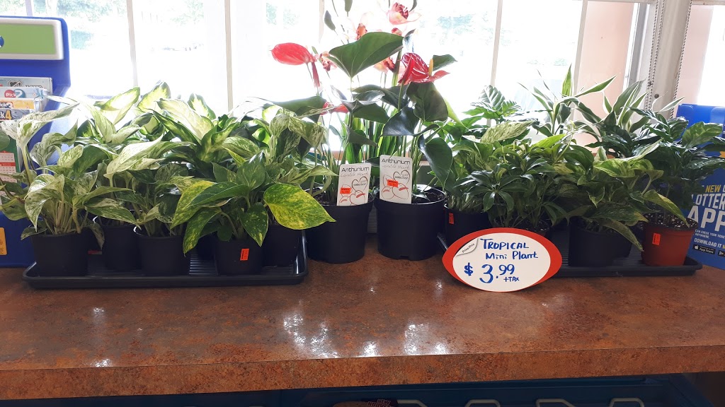Midland Convenience | 1059 Midland Ave, Scarborough, ON M1K 4G8, Canada | Phone: (416) 757-1573