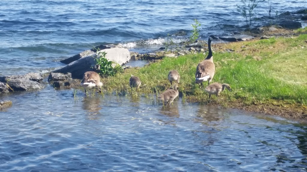 Finkles Shore Park | Loyalist Pkwy, Loyalist, ON K0H 1G0, Canada