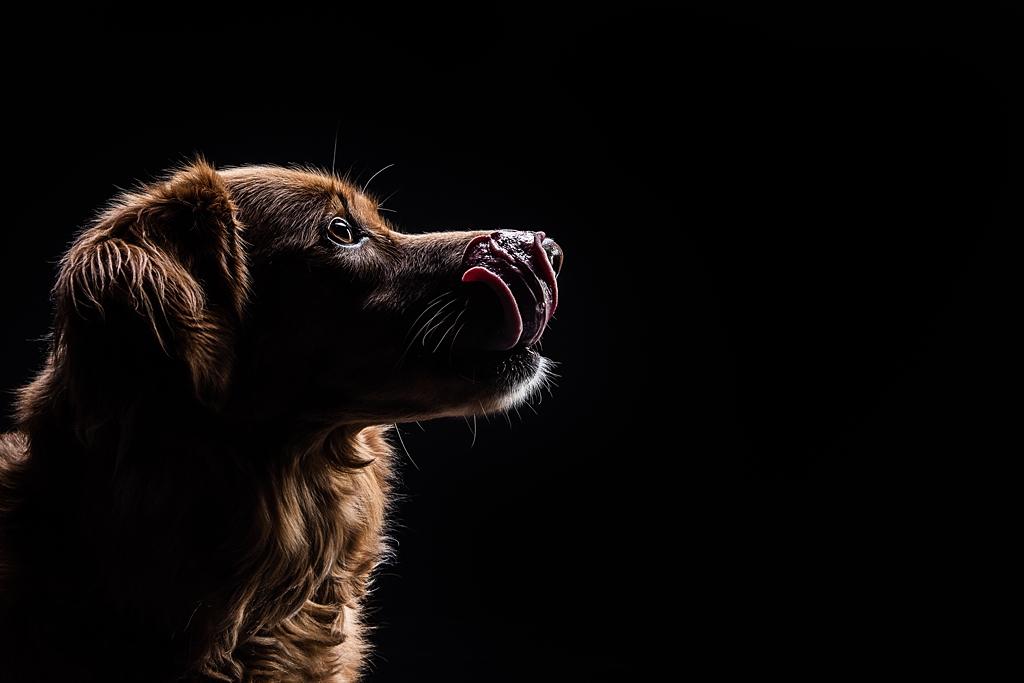 Brian T Walters Photography | Petawawa, ON K8H 0A9, Canada | Phone: (613) 401-9862