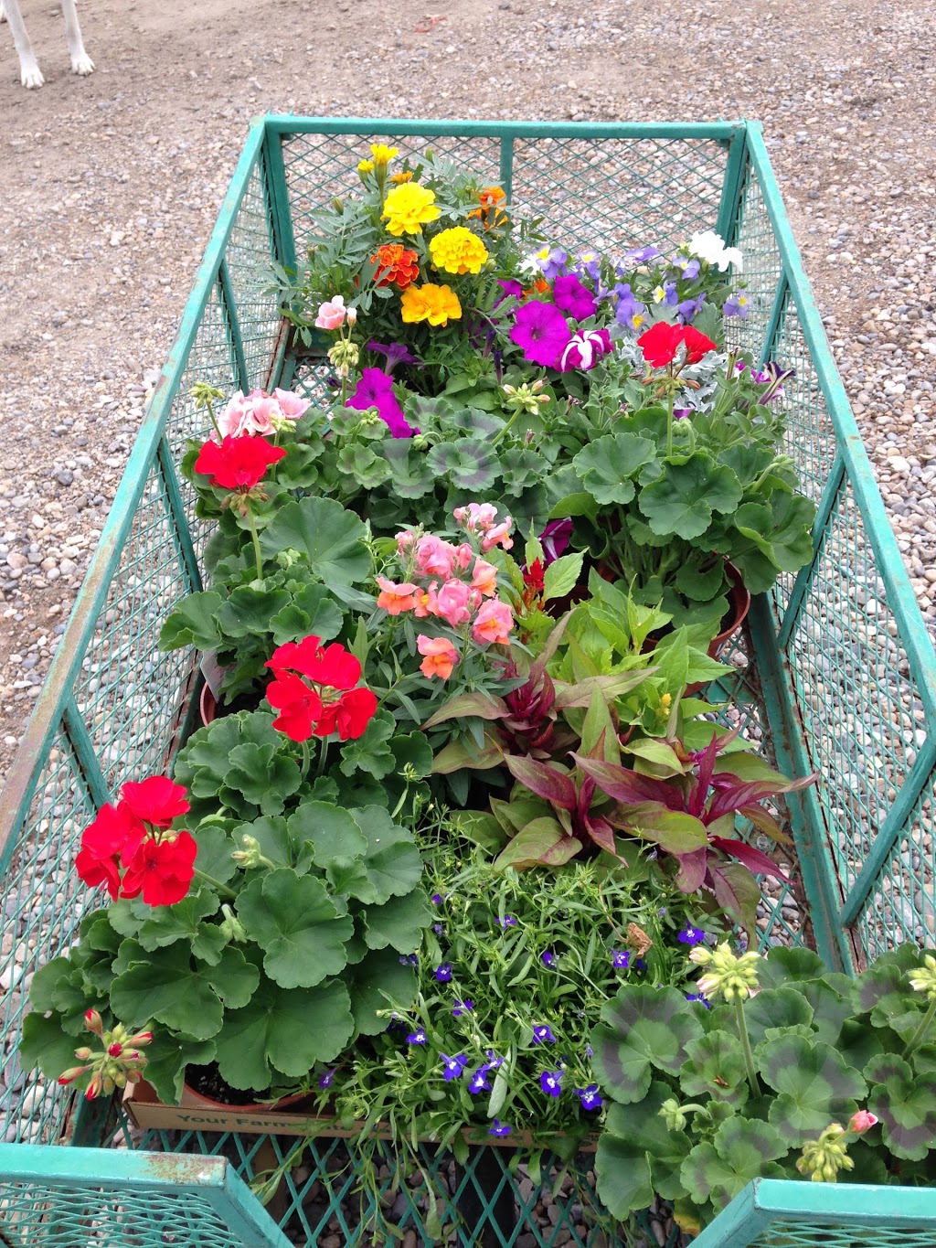 Bloomfield Garden Centre | 243015 Boundary Road, Calgary, AB T2P 2G7, Canada | Phone: (403) 466-7978