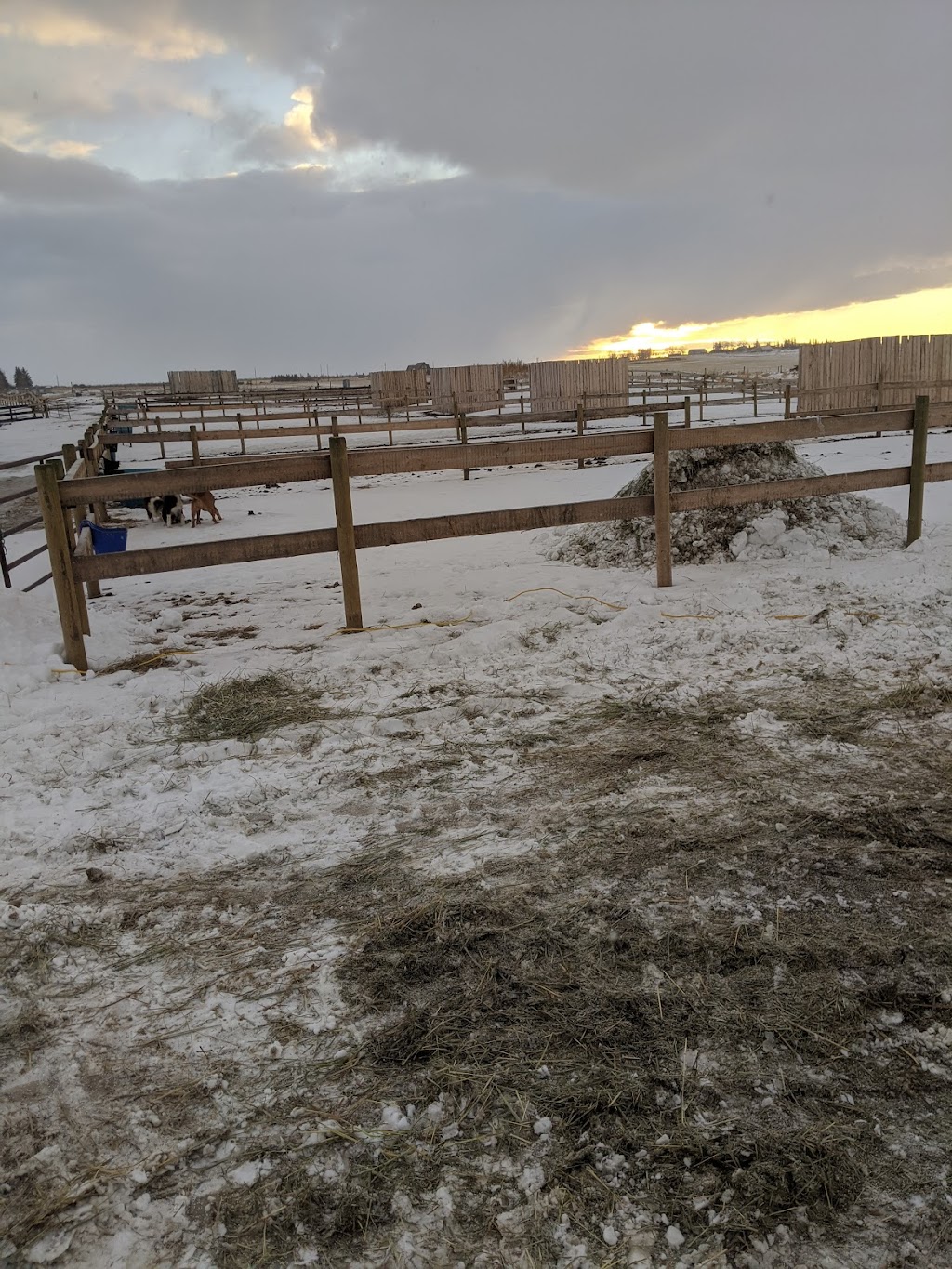 Fantasy Ridge Farms | 21131 Big Hill Springs Rd, Calgary, AB T3R 1K5, Canada | Phone: (403) 485-1655