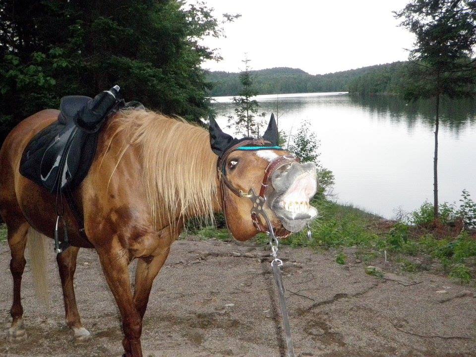 Horse Country Campground | 503 Rafting Rd, Foresters Falls, ON K0J 1V0, Canada | Phone: (613) 867-0585