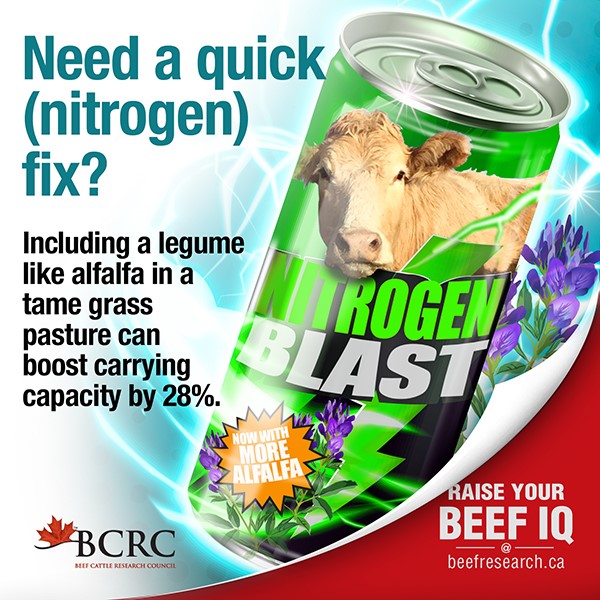 Beef Cattle Research Council | 6815 8 St NE #180, Calgary, AB T2E 7H7, Canada | Phone: (403) 275-8558