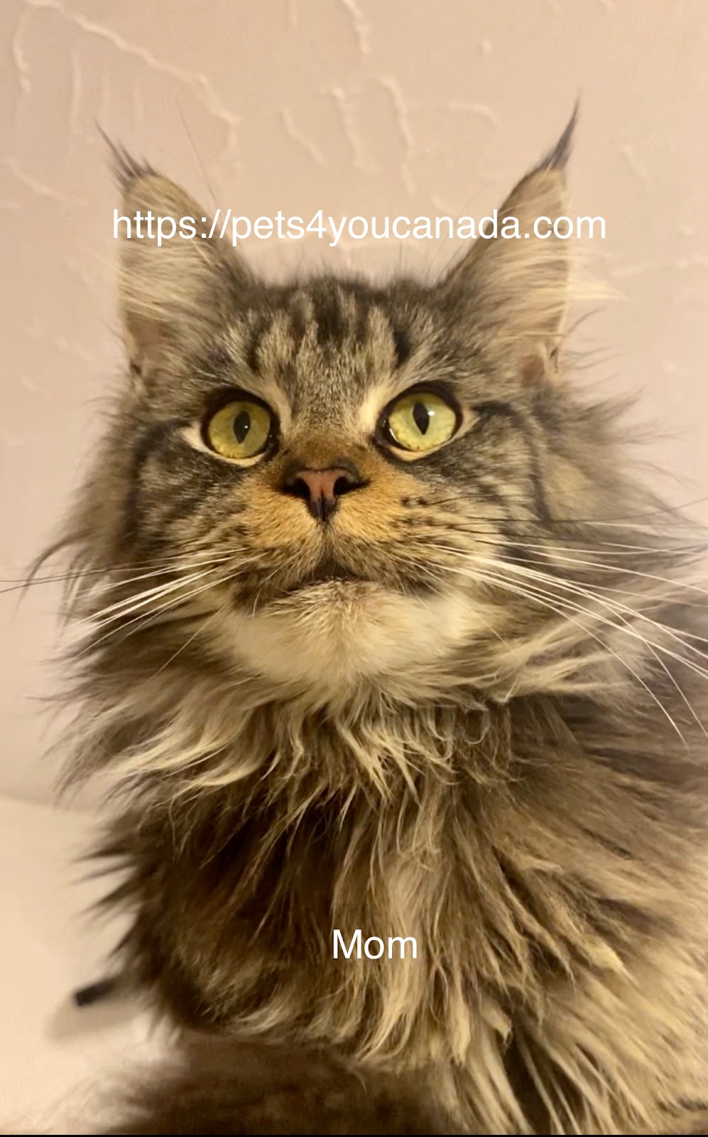 Pets4You Canada Inc. | 10 Cecile Dr, Kitchener, ON N2M 1V3, Canada | Phone: (519) 716-8885