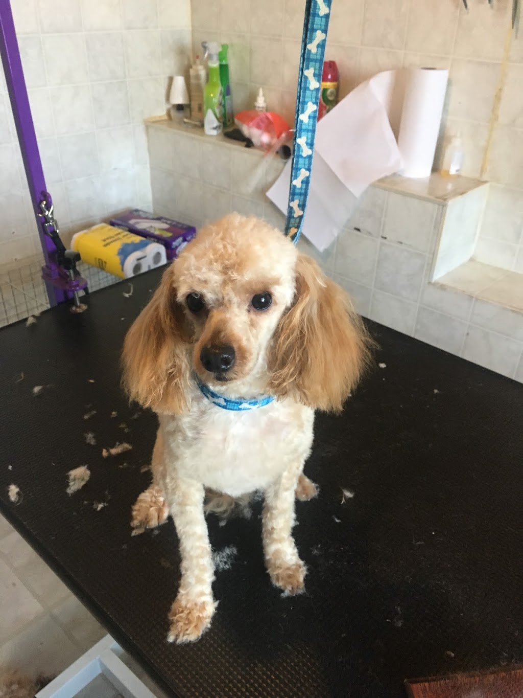 Lorraine’s Dog Grooming | 72 Celtic Dr, Caledonia, ON N3W 2N6, Canada | Phone: (905) 928-4315
