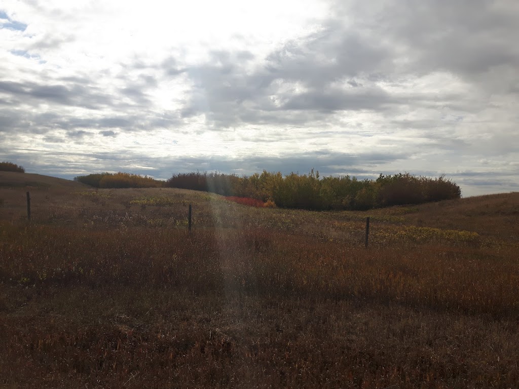 Readman Ranch | Unnamed Road 2P0, Richard, SK S0M 2P0, Canada | Phone: (306) 246-4269