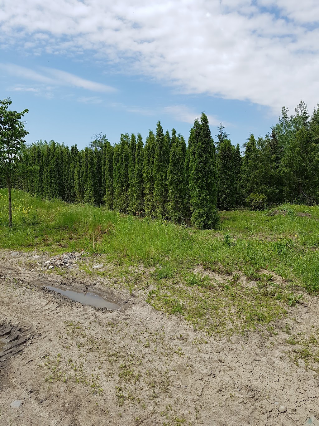 Ferme & Pepiniere Mastro Enr | 751 Rang Saint-Régis S, Saint-Constant, QC J5A 2E7, Canada | Phone: (450) 632-5073