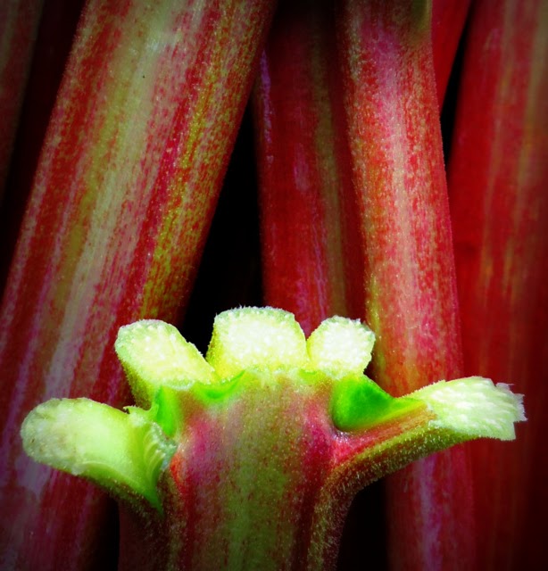 Wild Flight Farm | 205 Rosemond Lake Rd, Mara, BC V0E 2K0, Canada | Phone: (250) 838-7447