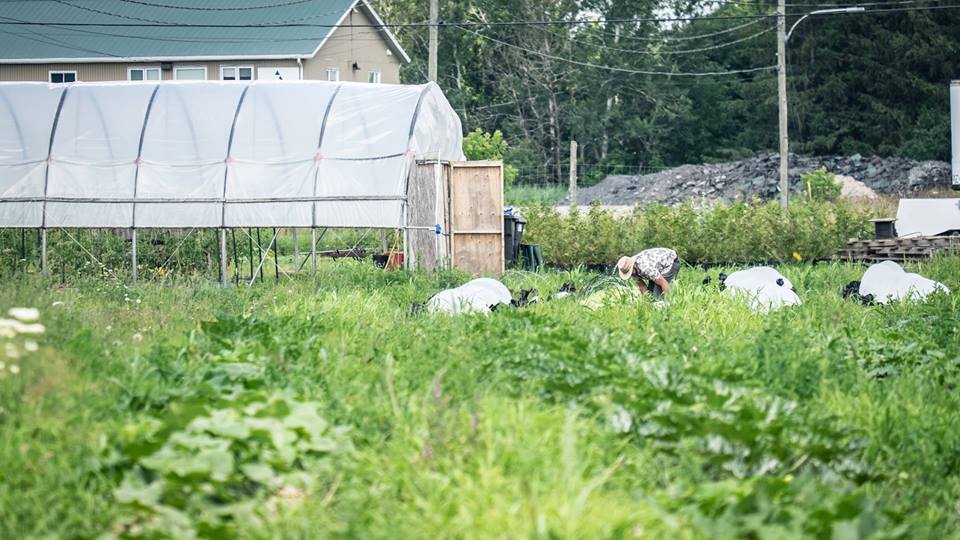 Les Jardins Alexandrins Inc. | 1410 Mnt Lacroix, Le Haut-Richelieu, QC J0J 1S0, Canada | Phone: (514) 609-7257
