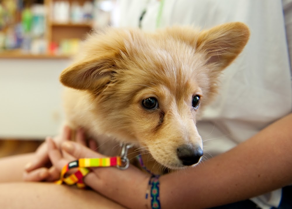 Green Acres Animal Hospital | 4631 24 Ave S, Lethbridge, AB T1K 7C1, Canada | Phone: (403) 327-8660