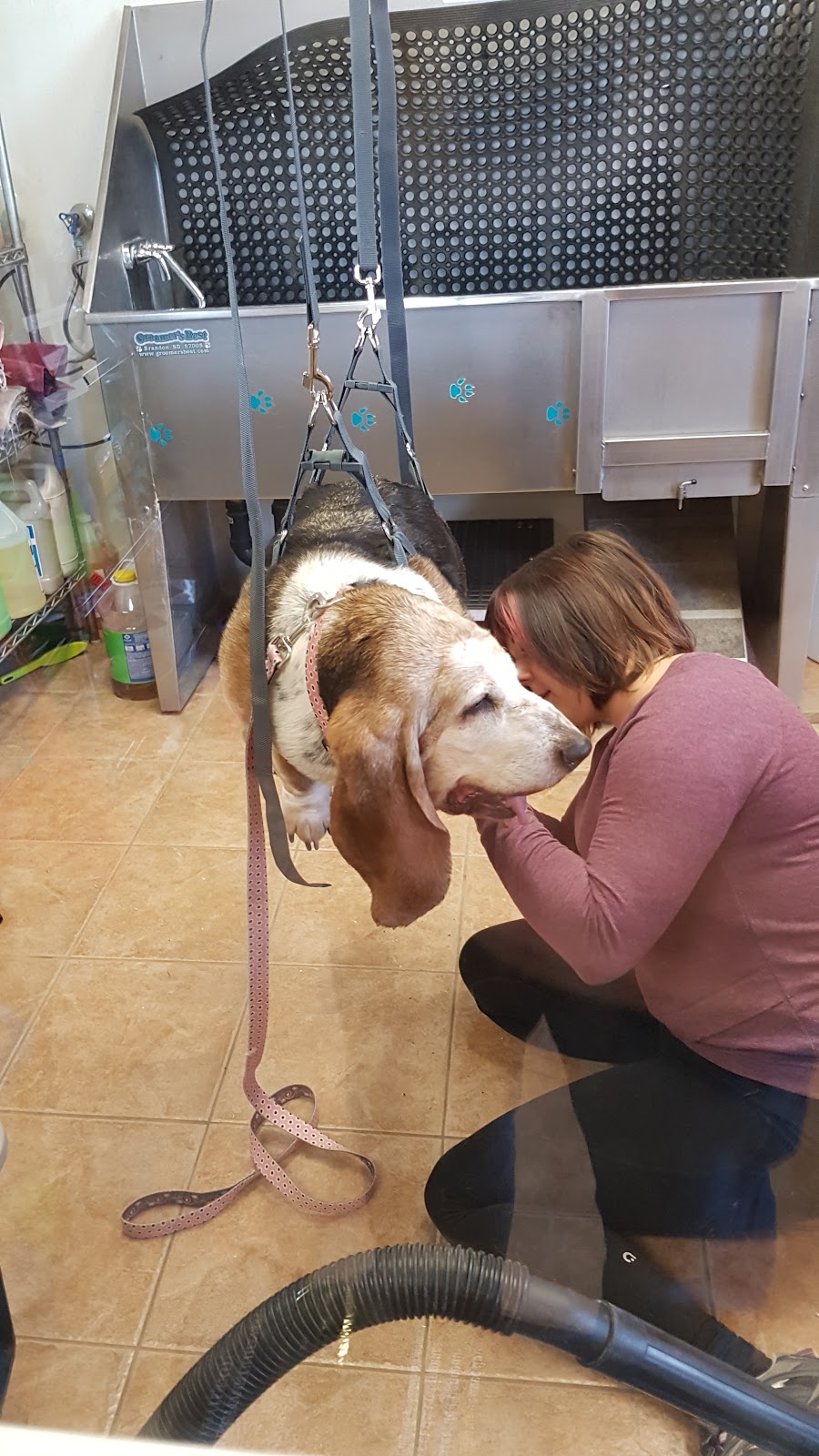 Bold Canine | 9609 Sideroad 17, Erin, ON N0B 1T0, Canada | Phone: (519) 833-0800