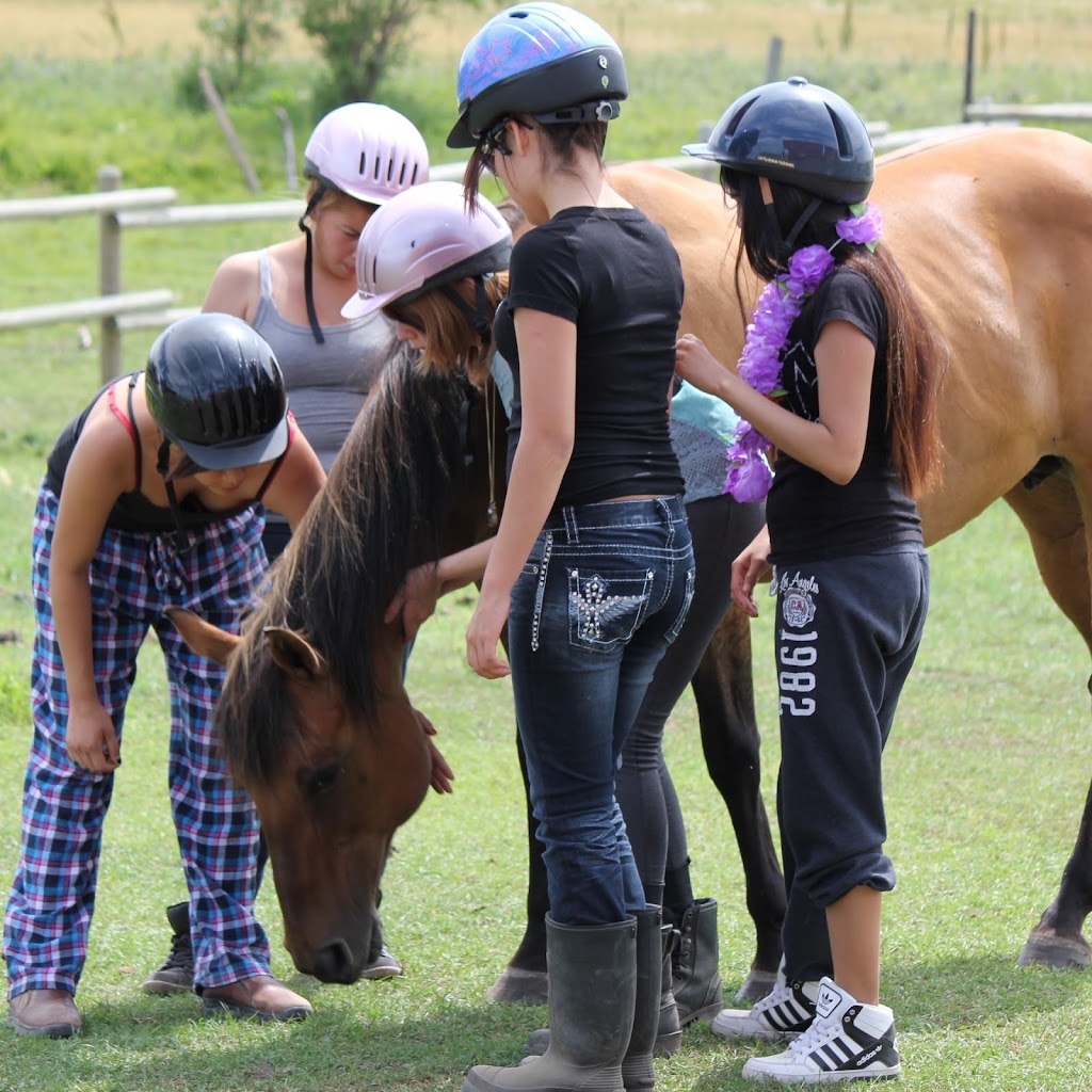 Equine Connection - The Academy of Equine Assisted Learning | 264039a Township Rd 224, Carseland, AB T0J 0M0, Canada | Phone: (403) 560-1153