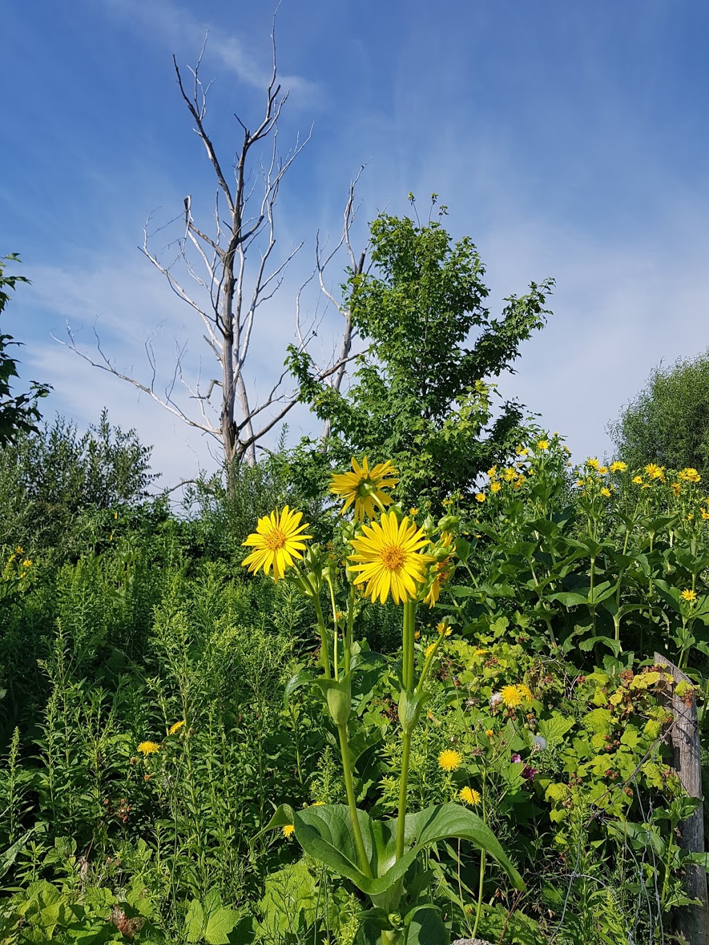OConnor Park | 3325 Sunlight St, Mississauga, ON L5M 0G8, Canada