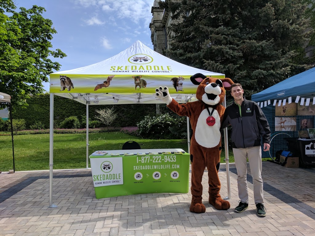 Skedaddle Humane Wildlife Control | 1645 Finfar Ct, Mississauga, ON L5J 4K1, Canada | Phone: (877) 222-9453