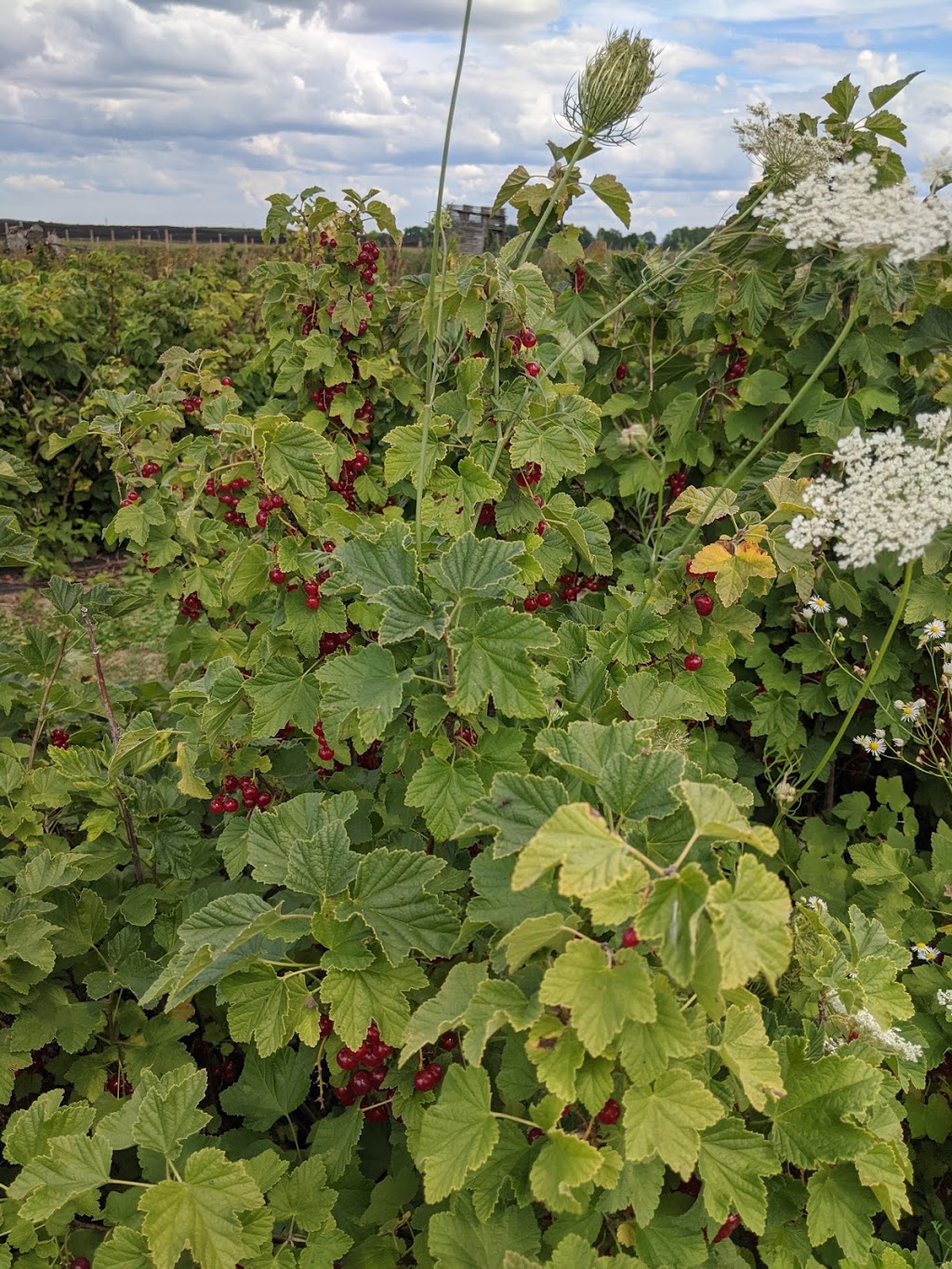 keyzers fruit farm | 3584 Bruce Road 1, Paisley, ON N0G 2N0, Canada | Phone: (519) 353-5211