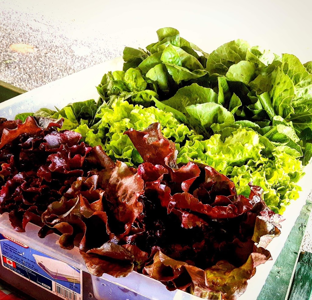 The Farm-acy | 148 Concession 6 East, Waterdown, ON L0R 1V0, Canada | Phone: (905) 689-5466