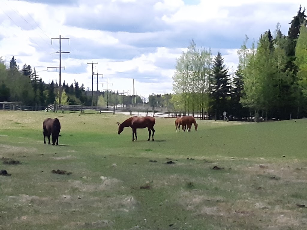 James River Horse Palace | Mountain View County, AB T0M 1C0, Canada | Phone: (403) 638-9494