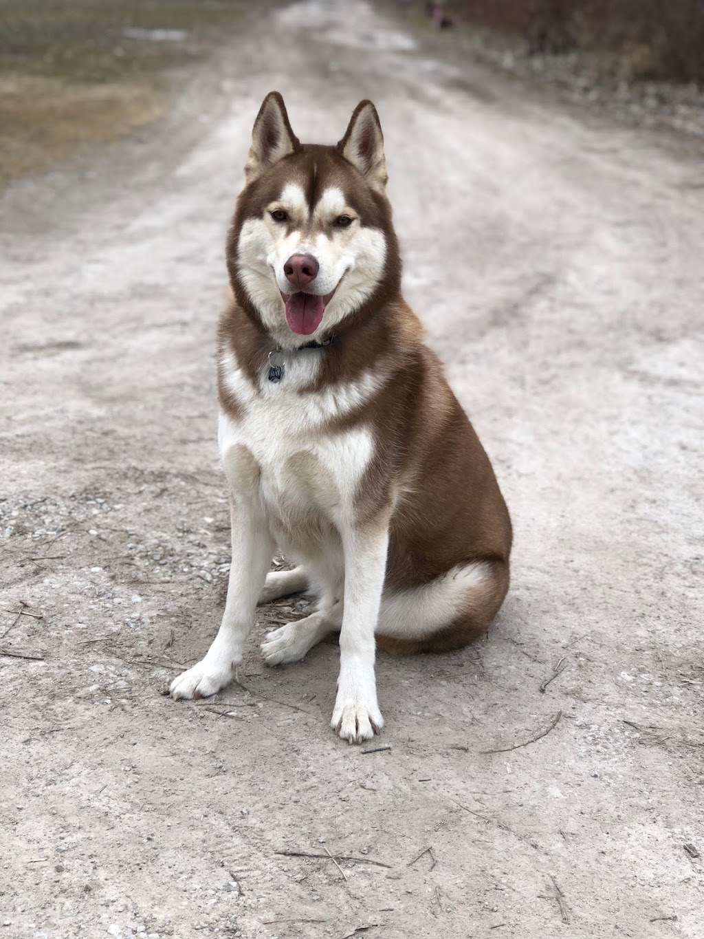 Deerbrook Kennels | 191-255 Canal Rd, Belle River, ON N0R 1A0, Canada | Phone: (226) 260-9382