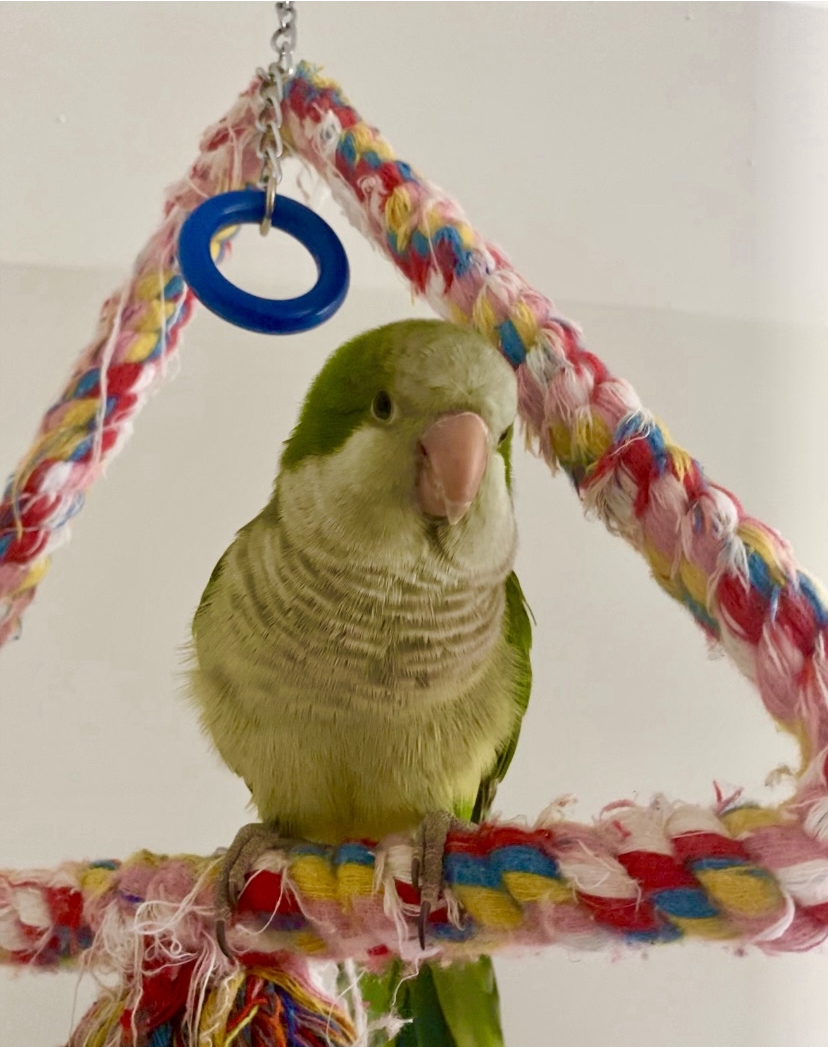 Pets4You Canada Inc. | 10 Cecile Dr, Kitchener, ON N2M 1V3, Canada | Phone: (519) 716-8885