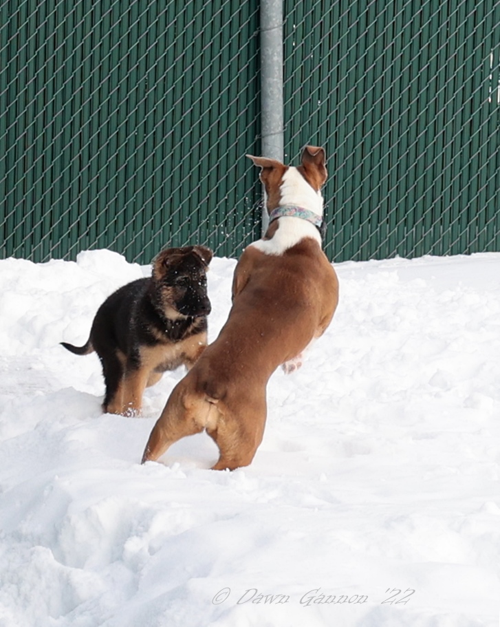 Paw Prints Pet Boarding | 2290 County Rd 10, Picton, ON K0K 2T0, Canada | Phone: (613) 476-1218