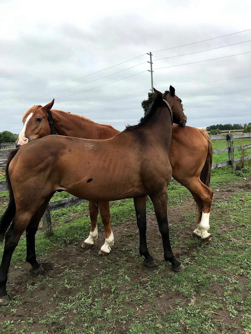 Signature Farm | 4088 5th Line, Innisfil, ON L9S 3L4, Canada | Phone: (905) 505-1754