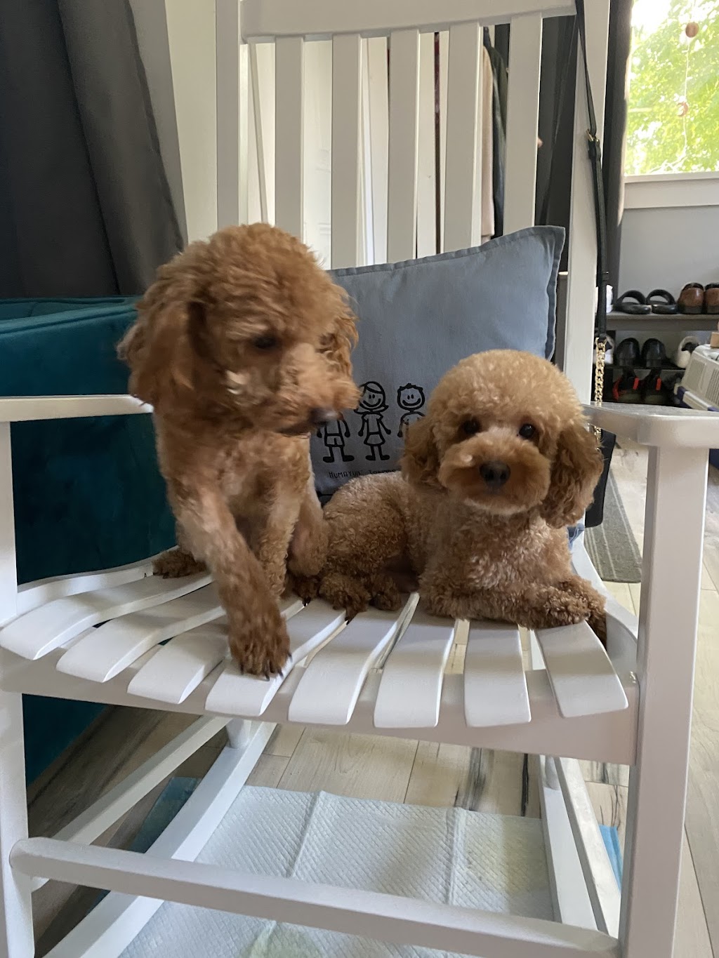 Cute Little Paws | 16 St Louis Rd, Winnipeg, MB R2M 3J5, Canada | Phone: (403) 918-8461