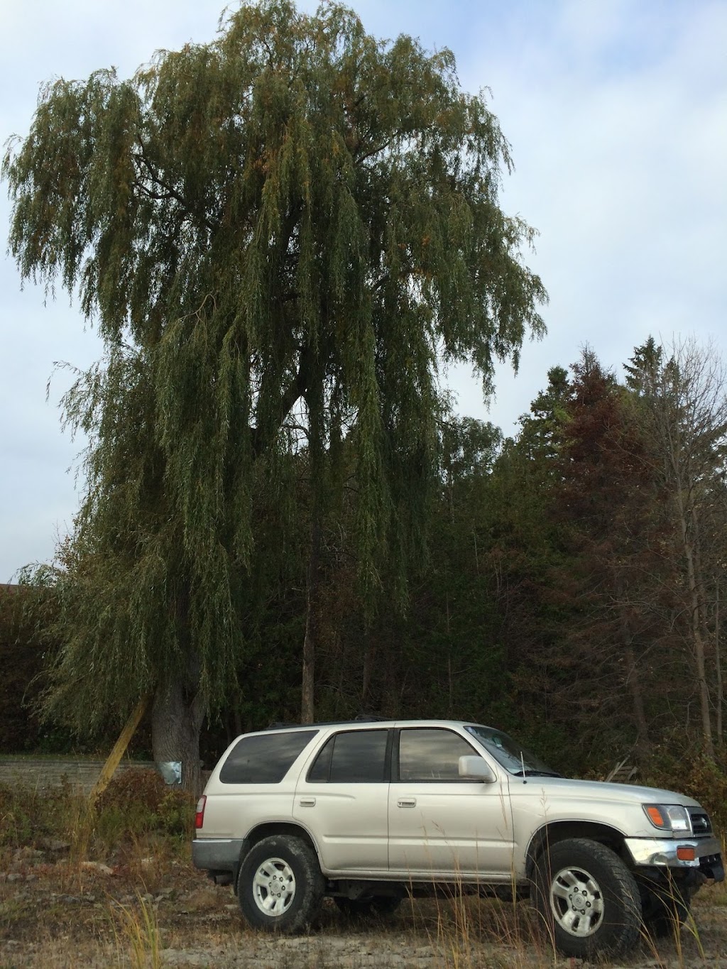 Tree Problems ? Tree Services ! | 851 A Rainbow Rd, Salt Spring Island, BC V8K 2M8, Canada | Phone: (250) 537-9897