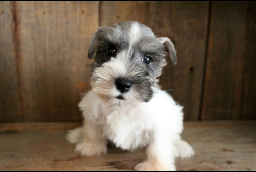 Fernweh Miniature Schnauzers | 3054 Trafalgar St #62, Abbotsford, BC V2S 7X6, Canada | Phone: 898-0708