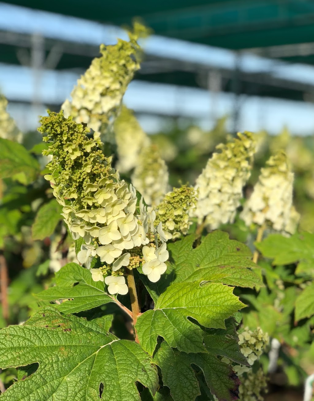 Coivic Specimen Trees & Shrubs | 5487 Eighth Line, Milton, ON L9E 1A3, Canada | Phone: (905) 878-9101