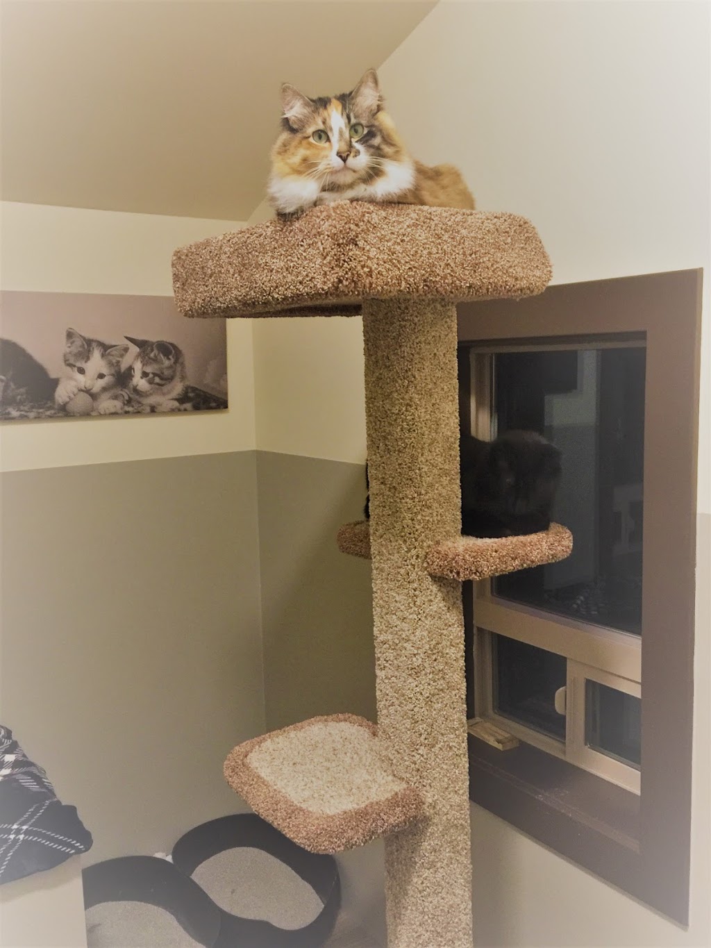 Alley Cats Country Inn | 19822 McNeil Rd, Pitt Meadows, BC V3Y 2T9, Canada | Phone: (604) 457-2287