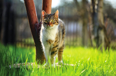 London North Animal Hospital | 735 Wonderland Rd N #22, London, ON N6H 4L1, Canada | Phone: (519) 601-8387
