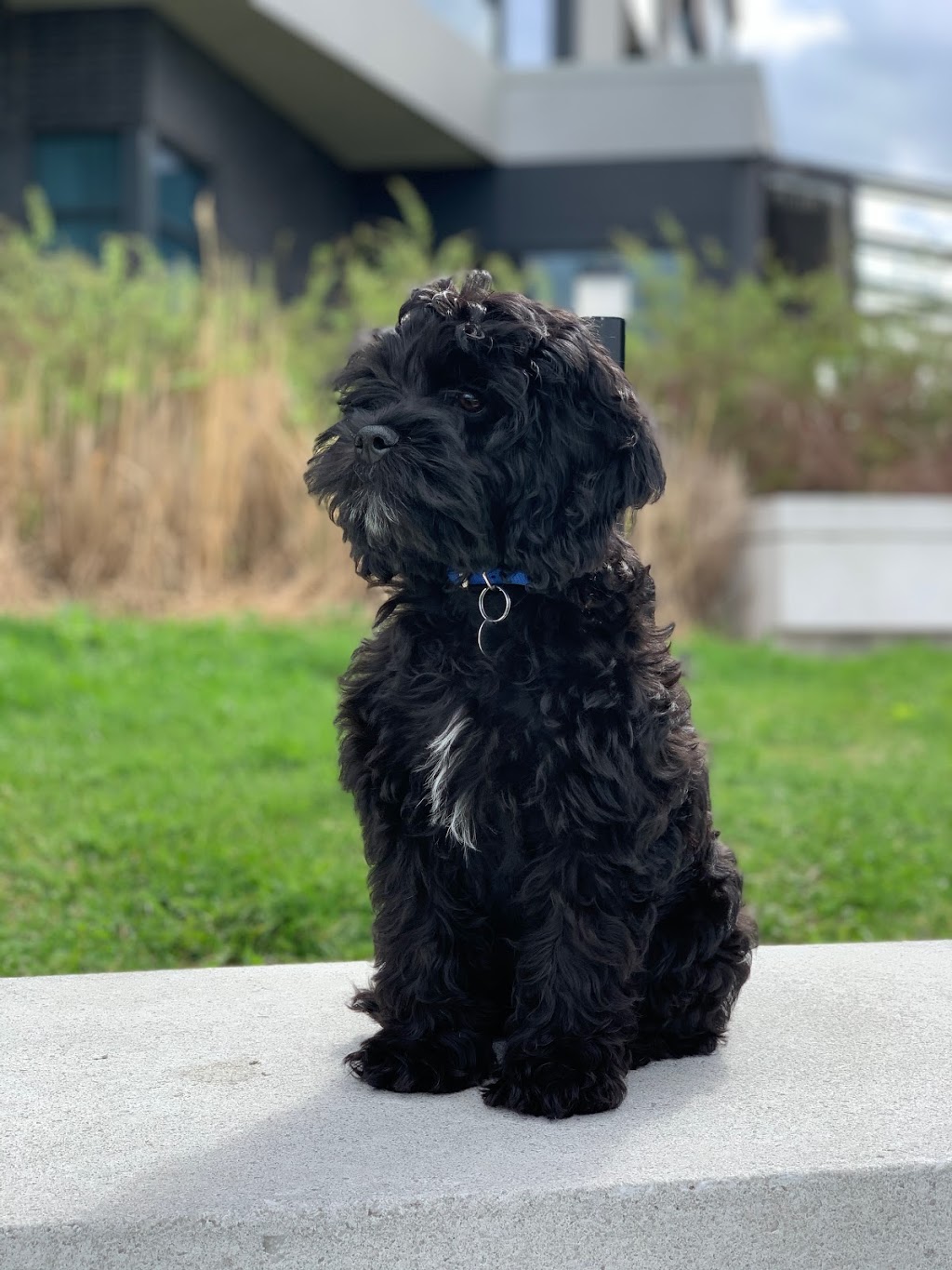 O Ranch Puppies | 6699 Chemin de la Rivière, Ascot Corner, QC J0B 1A0, Canada | Phone: (819) 563-2121