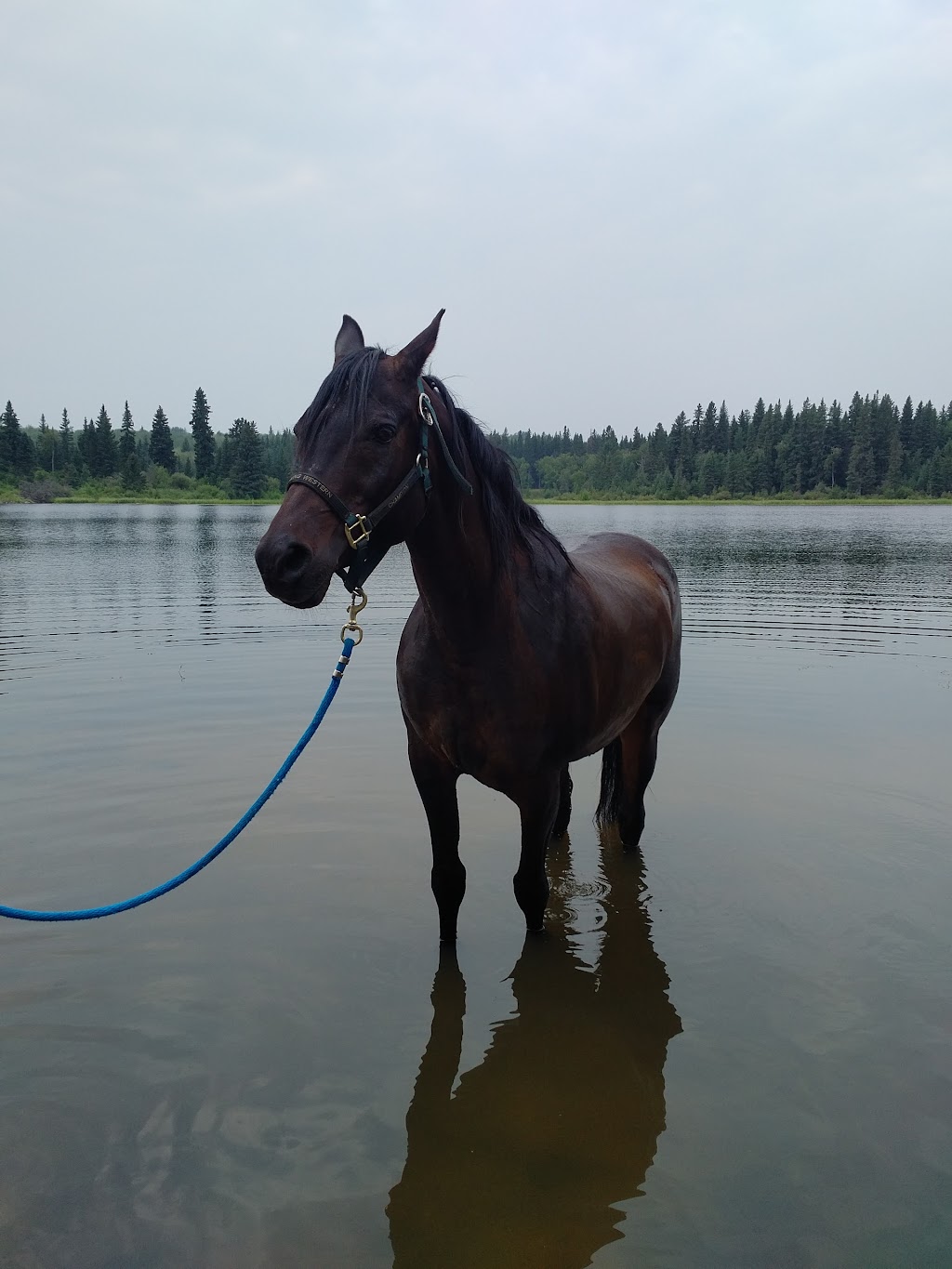 Carlton Trail Guest Ranch, Lake Savard | Spiritwood No. 496, SK S0J 2X0, Canada | Phone: (306) 841-7271