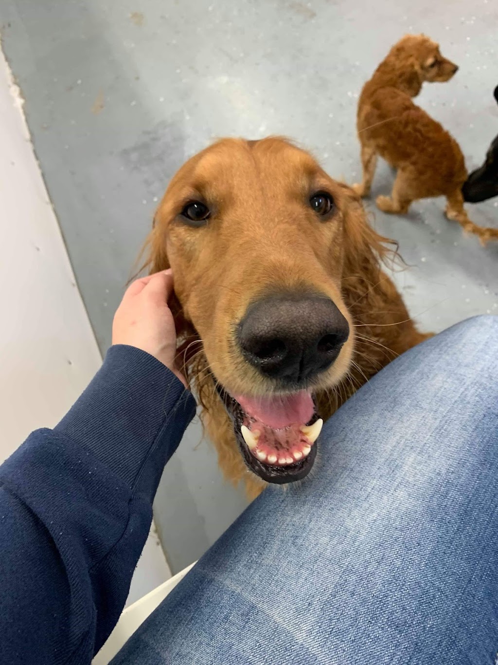 Paw-some Adventures Inc | 36 Venture Crescent, Elmsdale, NS B2S 0B2, Canada | Phone: (902) 259-2990