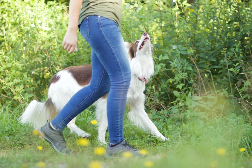Alexandra Côté, entrainement canin | 3755 Chem. de lAéroport, Thetford Mines, QC G6G 5R7, Canada | Phone: (418) 334-9974