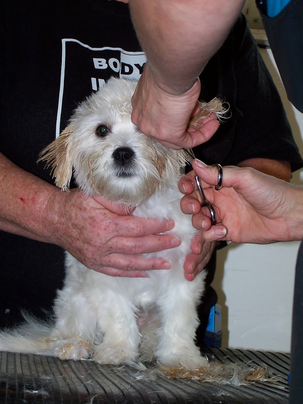 TLC Grooming | 33070 Rd 33E, Mitchell, MB R5G 1P5, Canada | Phone: (204) 371-9009
