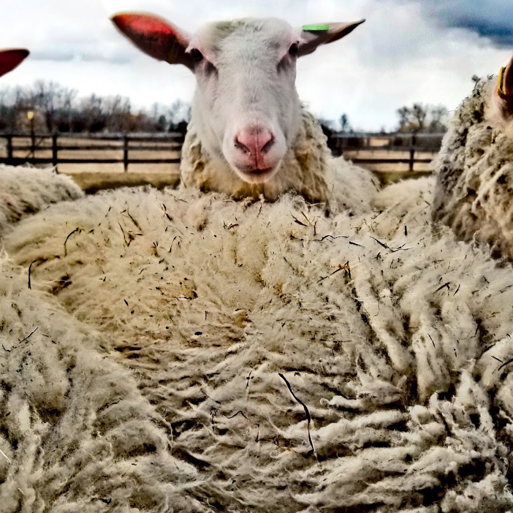 AE Natural Meats | 19619 McCowan Rd, Mount Albert, ON L0G 1M0, Canada | Phone: (905) 955-5749