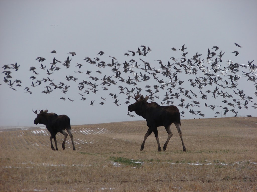 Highland Lodge | 1196 Bratton Road, Outlook, SK S0L 2N0, Canada | Phone: (306) 867-3194