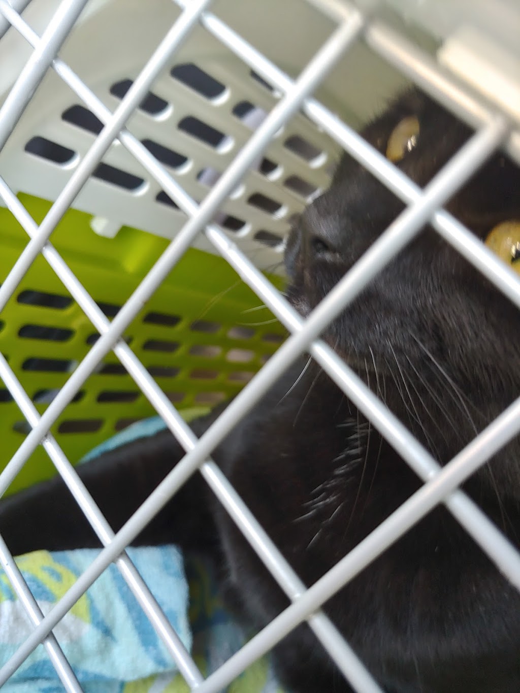 Rutland Pet Hospital - Kelowna Vet Clinic | 595 Houghton Rd, Kelowna, BC V1X 6E9, Canada | Phone: (250) 765-2916
