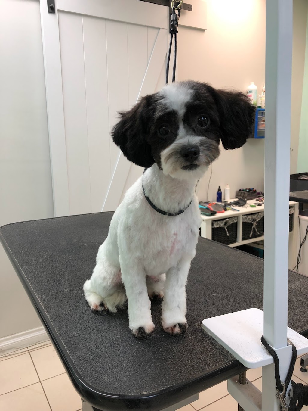 Bark And Purr Pet Grooming | 310 Wharncliffe Rd S, London, ON N6J 2L7, Canada | Phone: (519) 601-4777