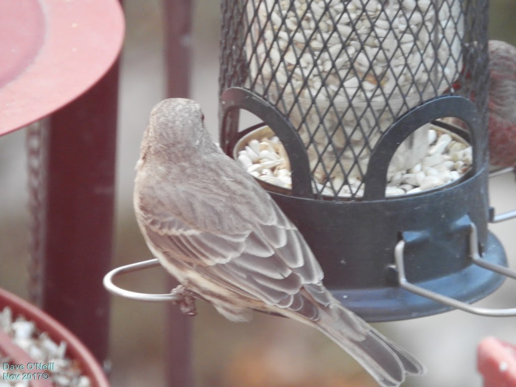 Brome Bird Care | 331 Chemin Knowlton, Knowlton, QC J0E 1V0, Canada | Phone: (800) 856-5685