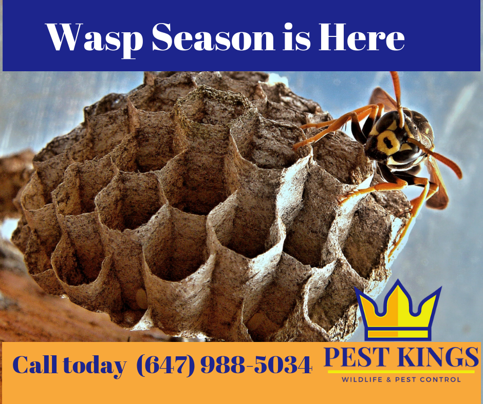 Pest Kings Wildlife & Pest Control | 30 Alphonsus Ct, Tottenham, ON L0G 1W0, Canada | Phone: (905) 406-0547