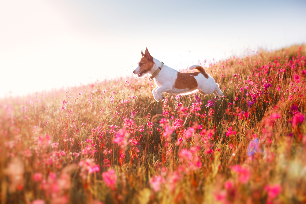 Central Valley Veterinary Hospital | 1940 Kane Rd #124, Kelowna, BC V1V 2J9, Canada | Phone: (250) 762-7181