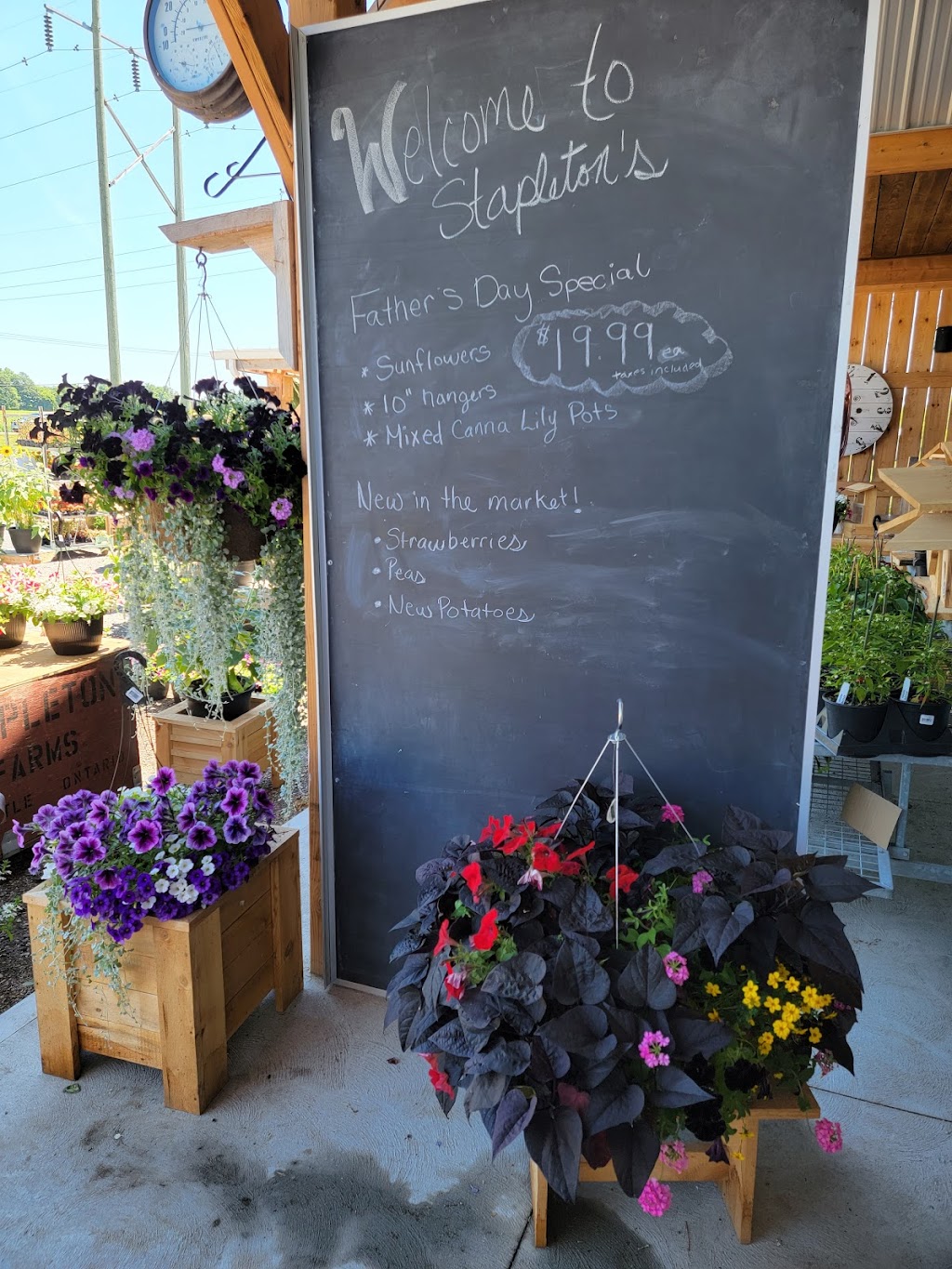 Stapleton’s Farm Market | point of interest | 2708 Northumberland County Rd 28, Port Hope, ON L1A 3V6, Canada | 9054355646 OR +1 905-435-5646