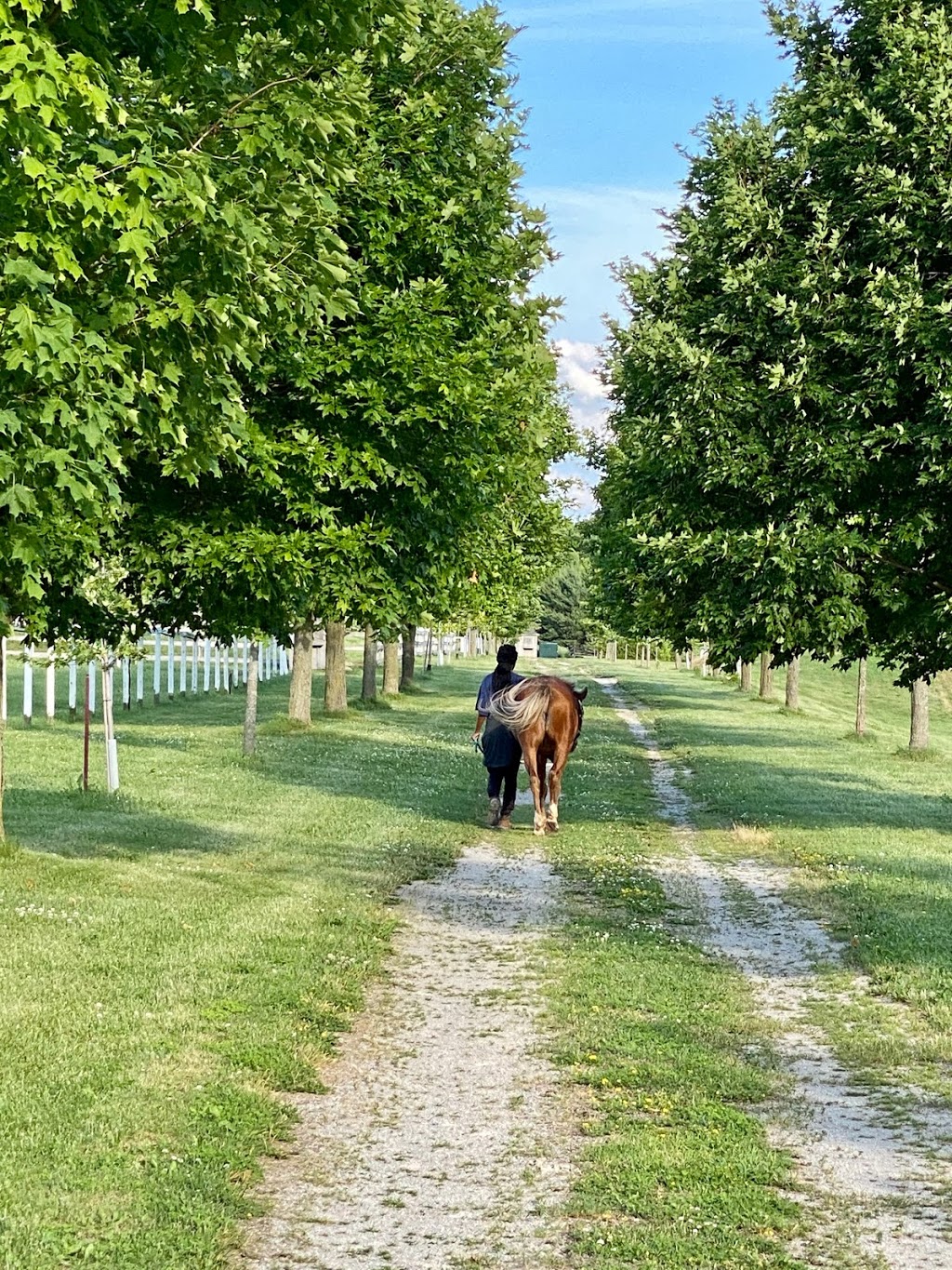 Halton Place Horse & Country | 9328 15 Side Rd, Milton, ON L9T 2X7, Canada | Phone: (905) 873-2316