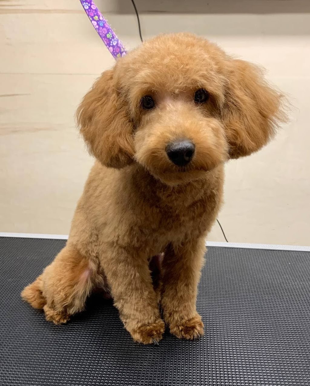 Tatianas Dog Grooming | 332 Park W Dr, Winnipeg, MB R3Y 0V8, Canada | Phone: (204) 881-2724